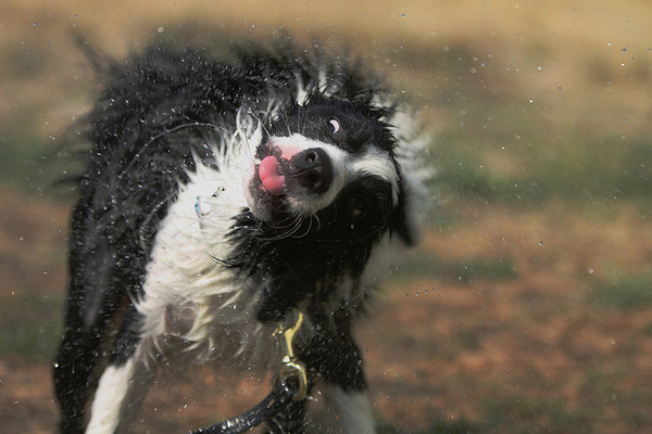 sheepdog+border+collie+shakes+off+water+funny+picture+photo+pulling+faces+raspberry+tongue.jpg