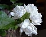 Khasiat Bunga Melati