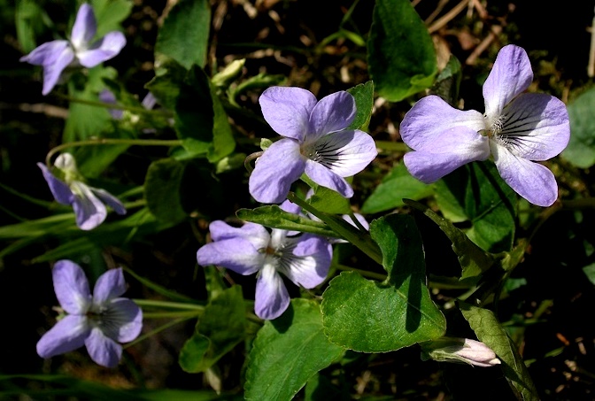 Viola Wiki
