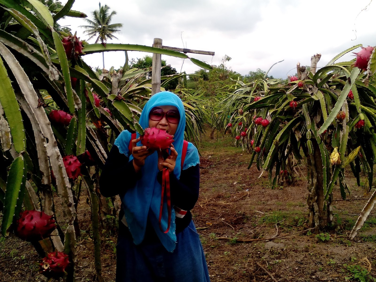 Intan Nur Permadi Sari: SABILA FARM KALIURANG YOGYA