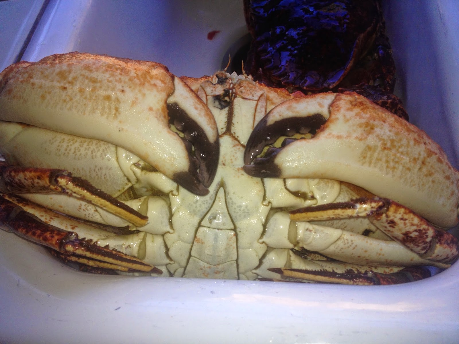 What Good Looking Rock Crabs Look Like Self Sagacity