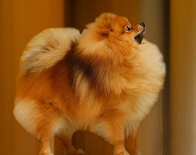 pomeranian name pet wallpapers pomeranian puppies pet wallpapers breeds picture pomeranian name pet wallpapers pomeranian puppies pet wallpapers breeds picture