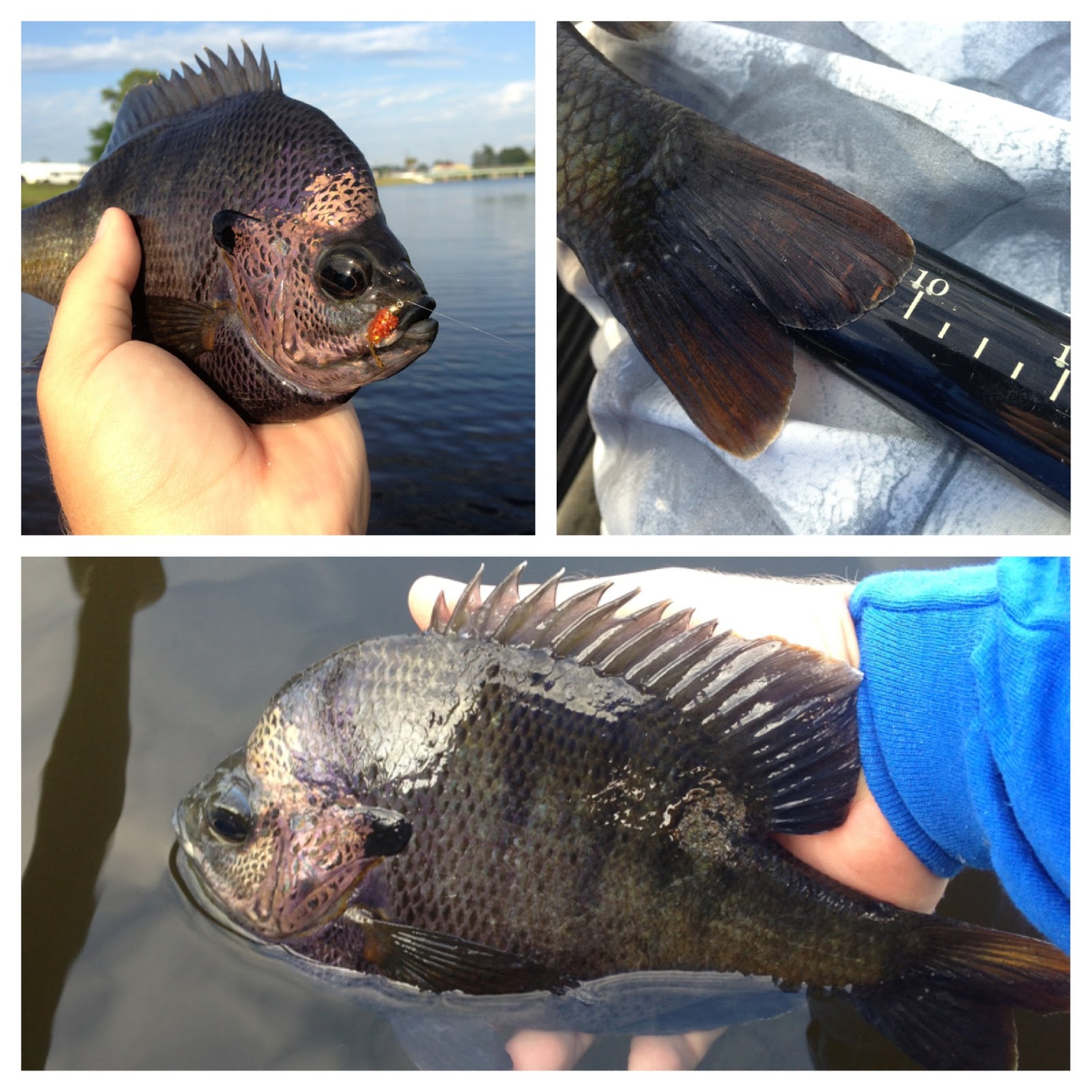 Bent Rods Bluegill on the Fly