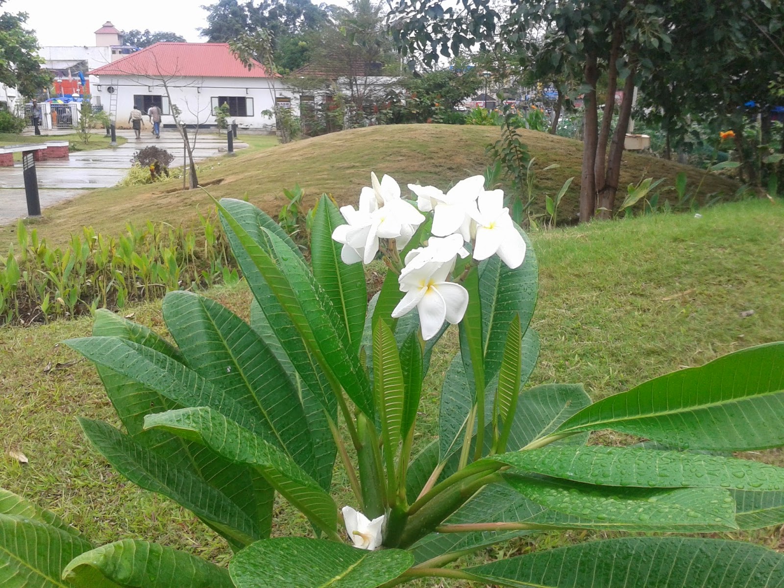 Plumeriatraditional flower of Kerala with