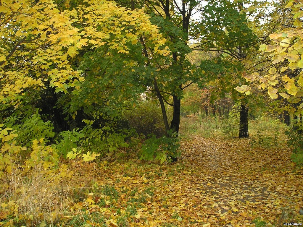 Spring Forest Images