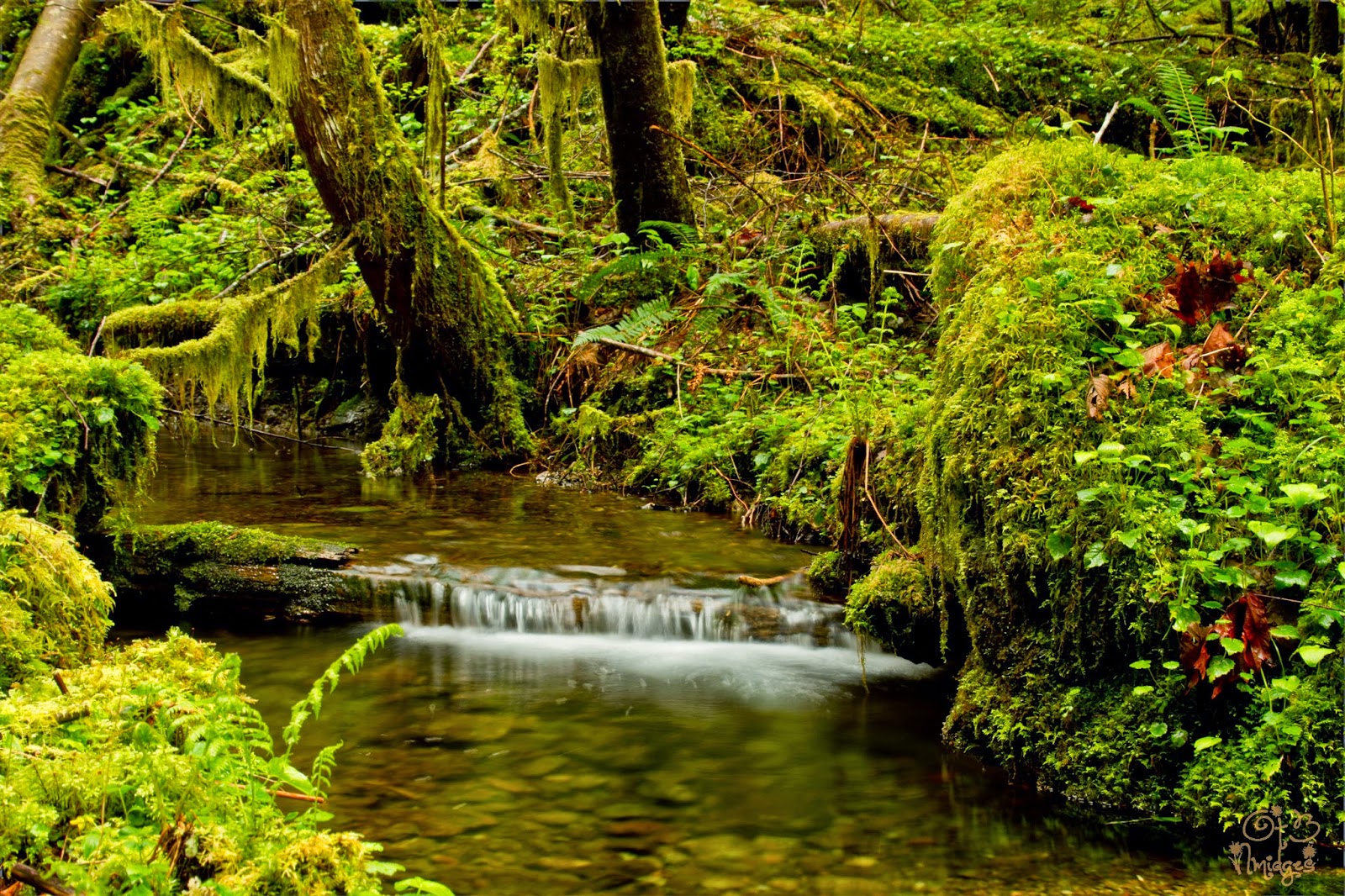 Hiking Washington South Olympics Trout Creek