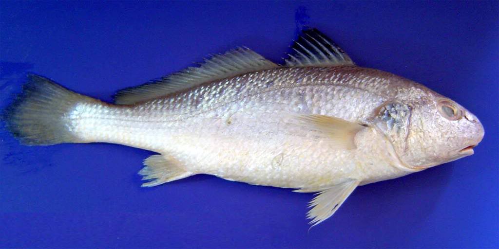 AKU HANYA SEORANG PEREMPUAN selera org johor + melaka