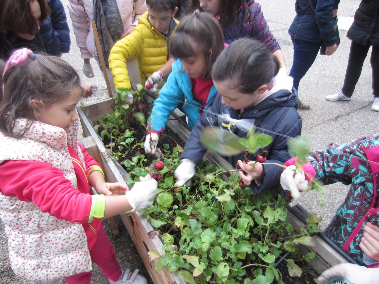 Escuelas para la Sostenibilidad: El frío ha llegado... y nuestro jardin