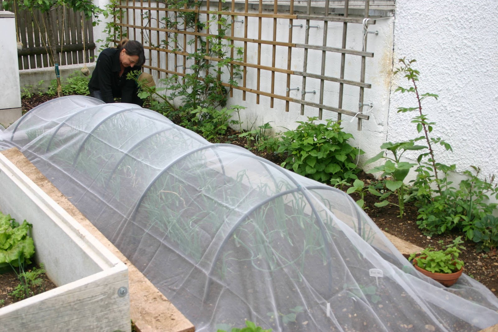 Gartenblog GeniesserGarten Gemuese und Salat meine