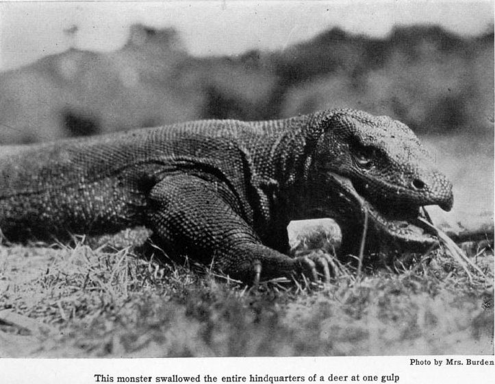komodo dragon essays Subject: children’s essay on ‘reptiles some lizards such as the komodo dragon, the monitor lizard and the bengal monitor don’t have any predators. komodo dragon essays Subject: children’s essay on ‘reptiles some lizards such as the komodo dragon, the monitor lizard and the bengal monitor don’t have any predators.