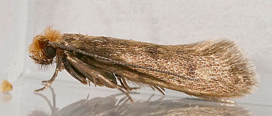 Böcekleri Resimlerinden Tanıma - Böcekler