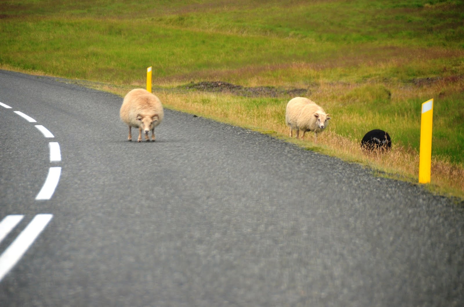 Icelandic Plants and Animals Further In & Higher Up