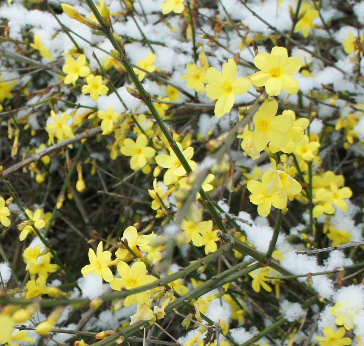 Foragefor... news Winter Flowering Shrubs