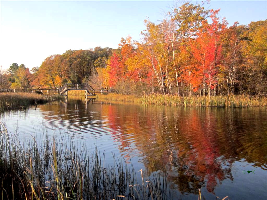 Plants Amaze Me Fall Color at Ludington State Park