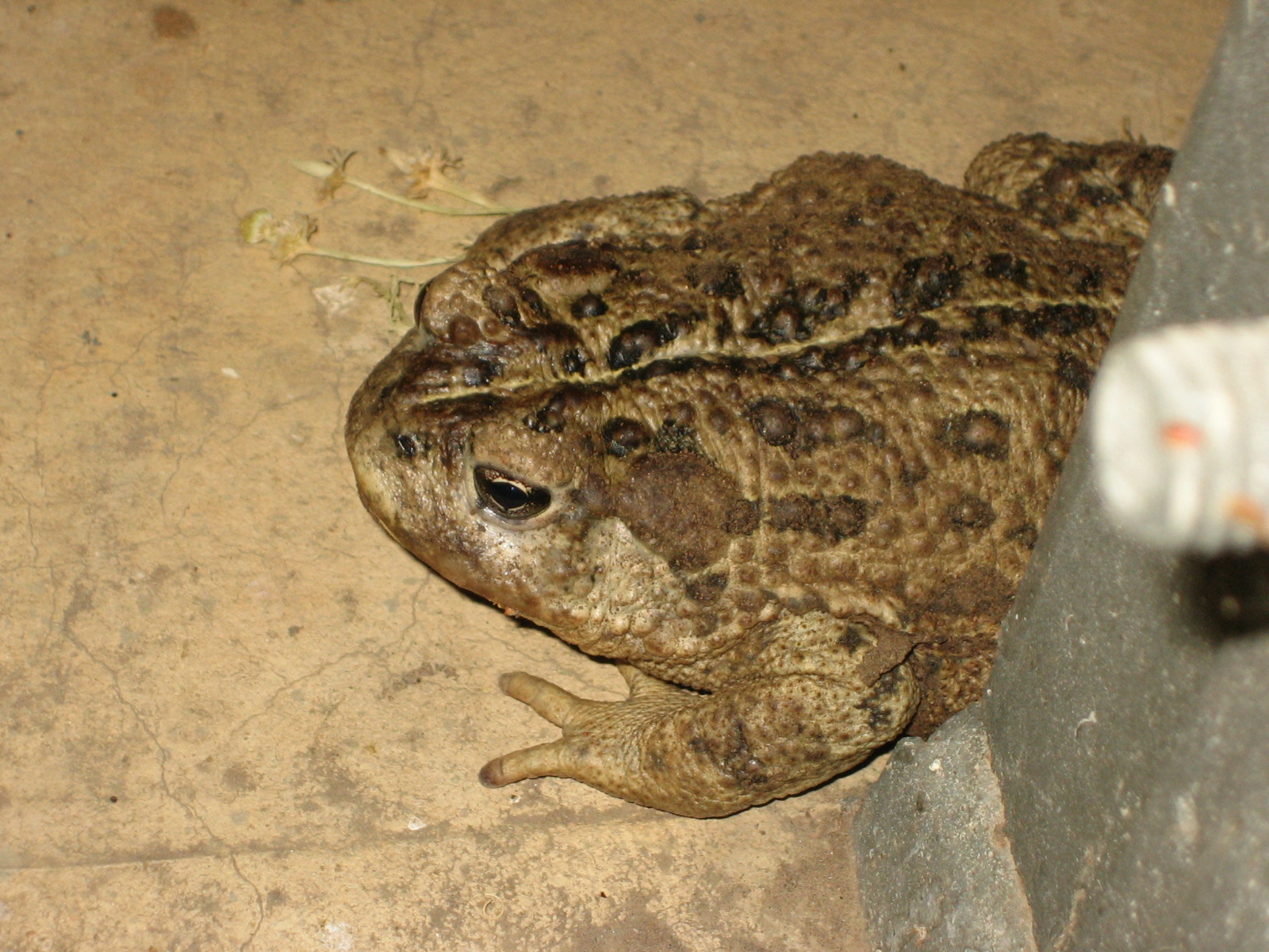 California Toad