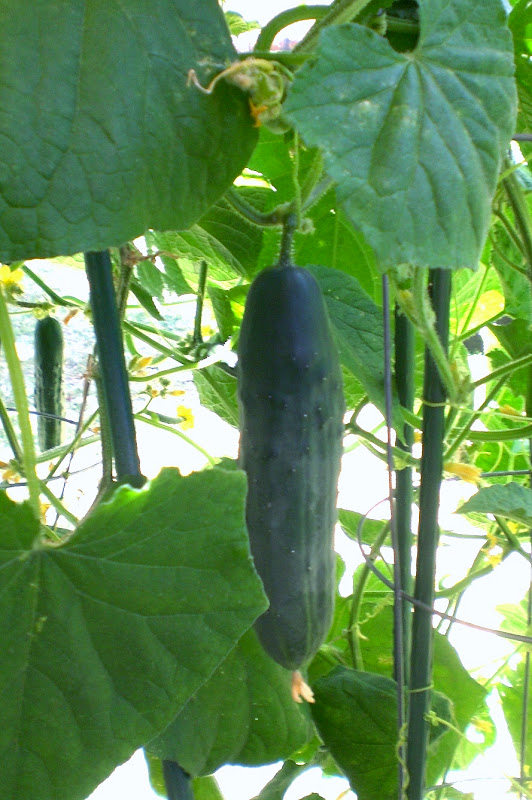 A Kitchen Garden in Kihei Maui: Growing Cucumbers in Kihei