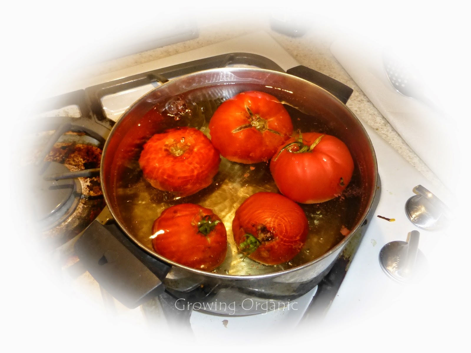 Growing Organic Seasoned Tomatoes Italian, Mexican, & Cajun Spice Blends