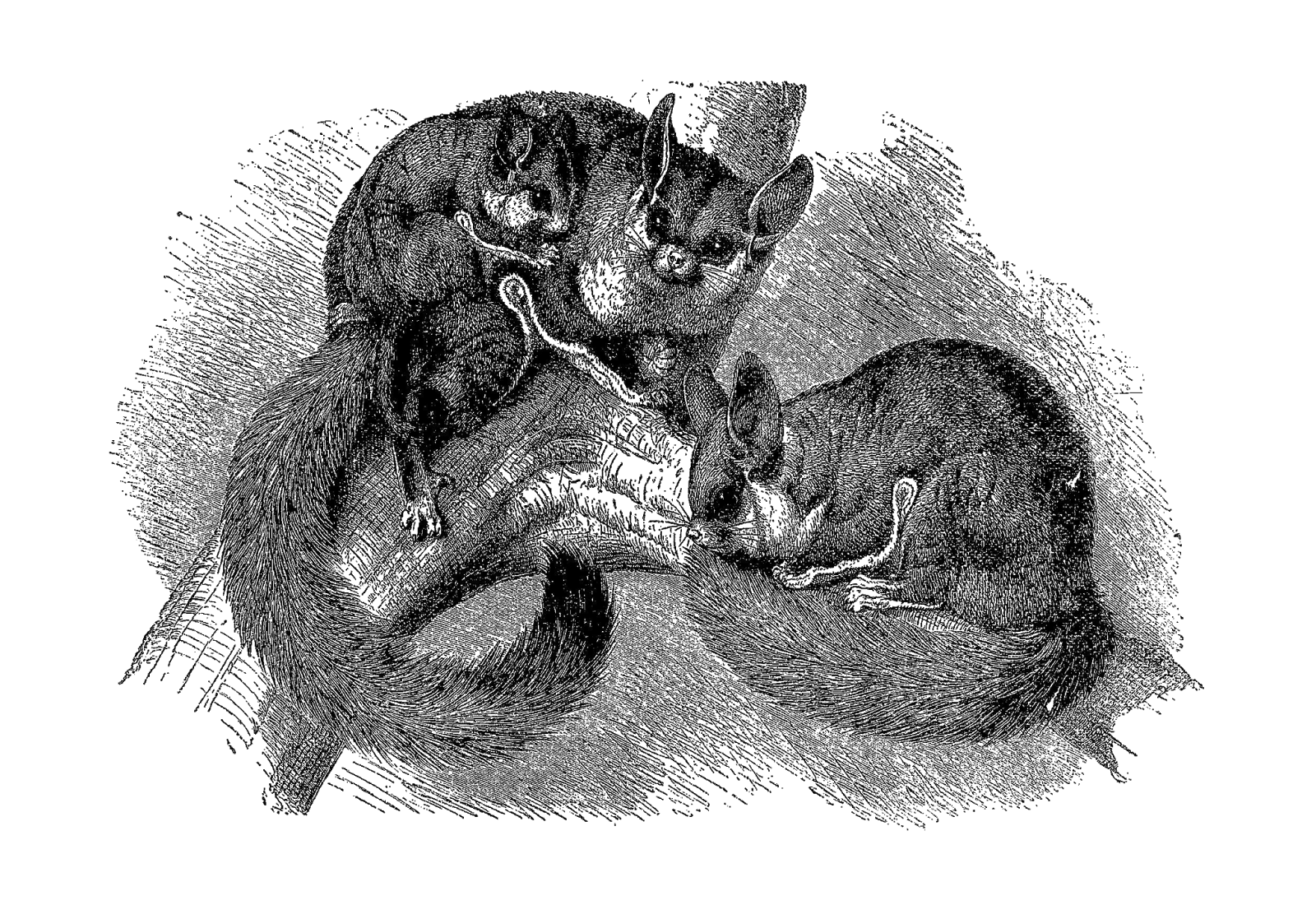 Digital Stamp Design Free Animal Stamps Antique, Victorian Walrus and