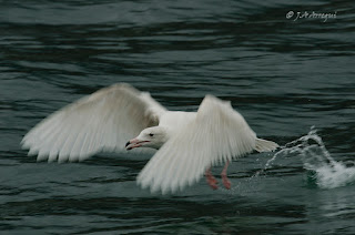 Gavión hiperbóreo, Larus hyperboreus, Glaucous Gull