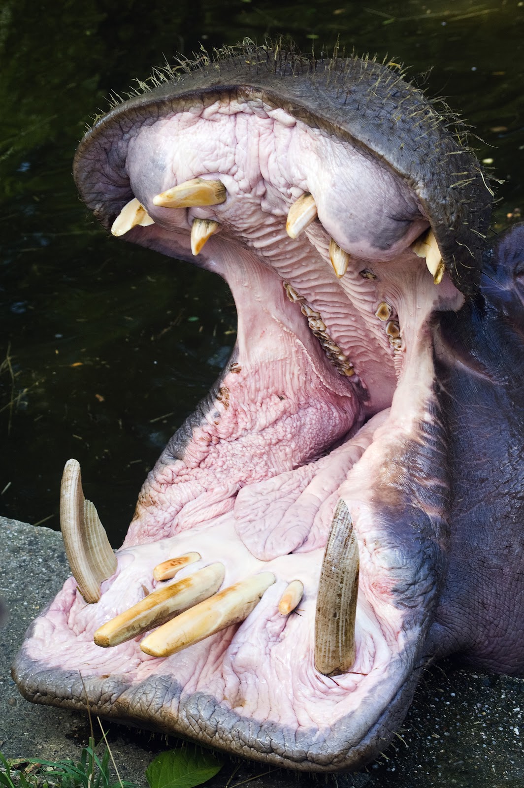Funny Endangered Species