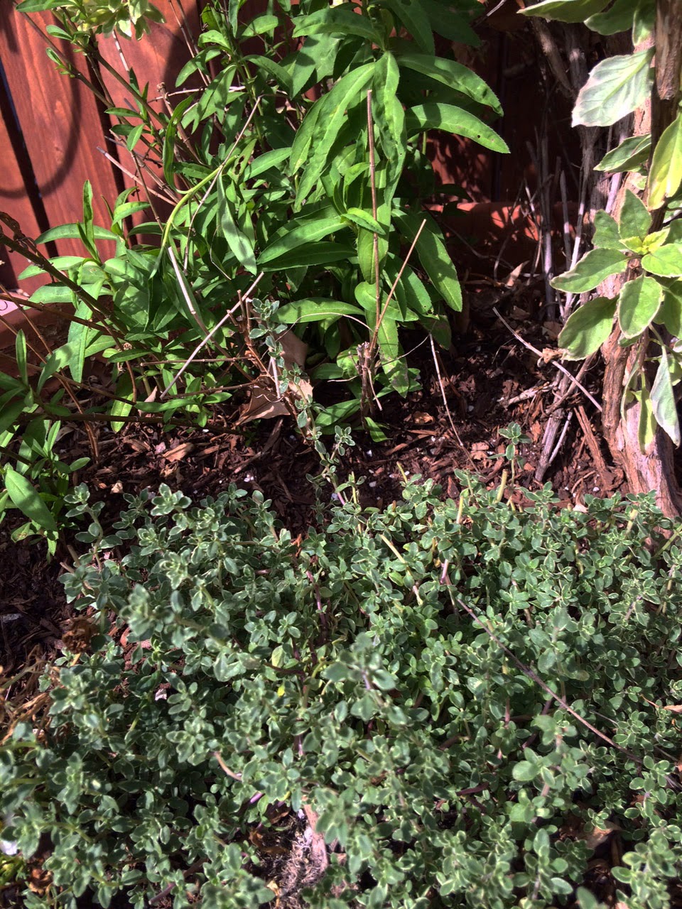 To Market, To Market with San Diego Foodstuff Tarragon Thyme Rub