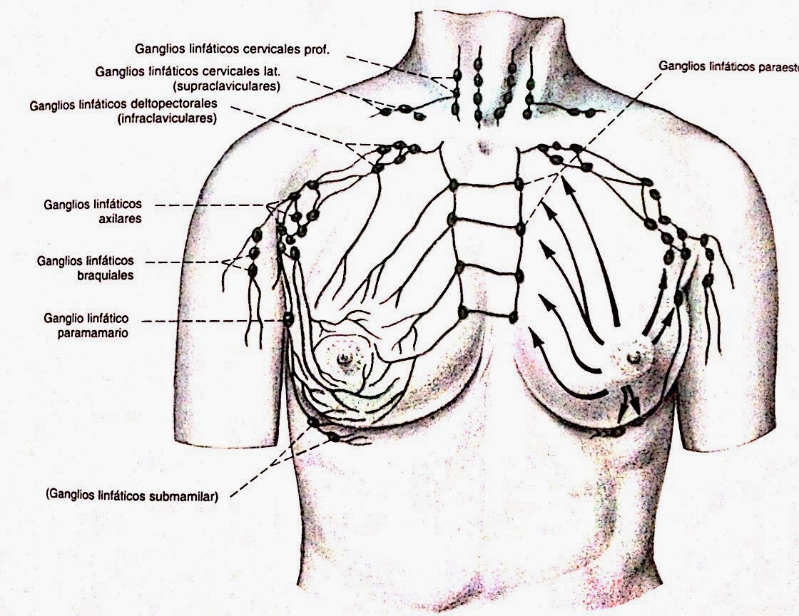 cadenas ganglionares mama terapia craneosacral biodin 225 mica fisioterapia chi kung cadenas ganglionares mama terapia craneosacral biodin 225 mica fisioterapia chi kung