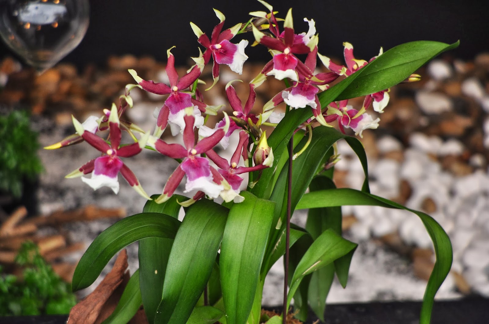 Hong Kong Flower Show 2011 at Victoria Park Hong Kong Trip Day 3