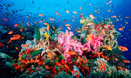 Marine Sea Creatures Through Marine Biology Coral Reefs Marine Sea Creatures Through Marine Biology Coral Reefs