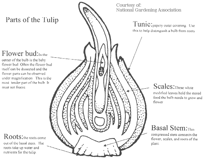 EXAMINATION CENTRE: April 2011 a diagram of tulip bulb 