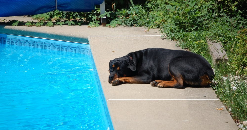 Living with Rottweilers How do Rottweilers deal with our heat wave?