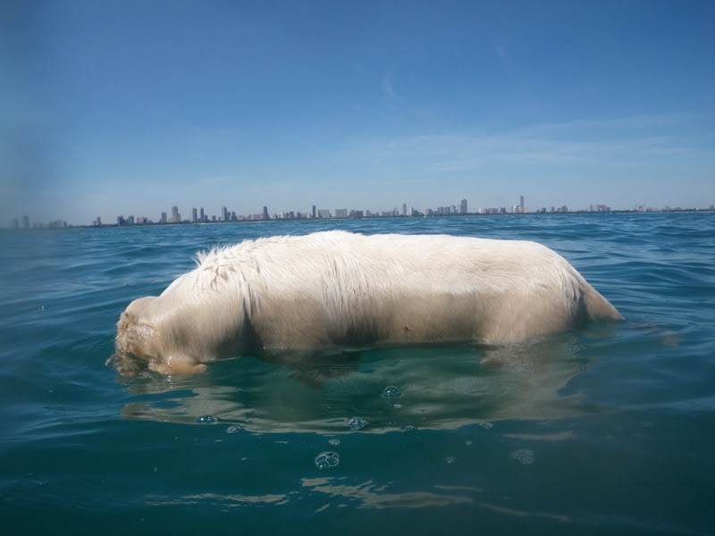 have kayaks, will travel Something sad found floating in Lake Michigan