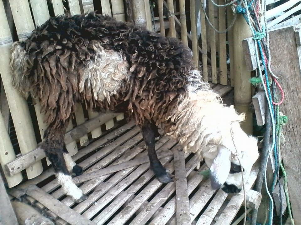 HARGA KAMBING Rp.900.000,-