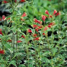 Alstroemeria psittacina ‘Royal Star’