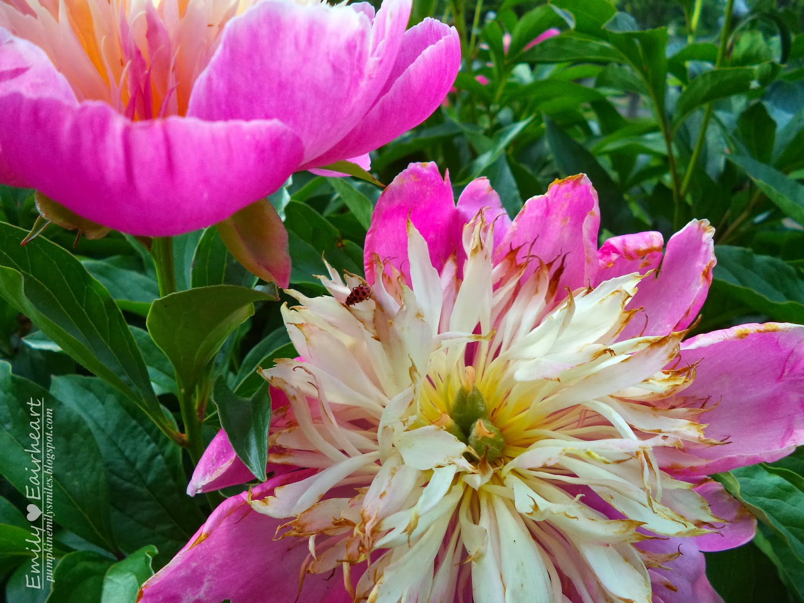 In The Fields Pink Peonies