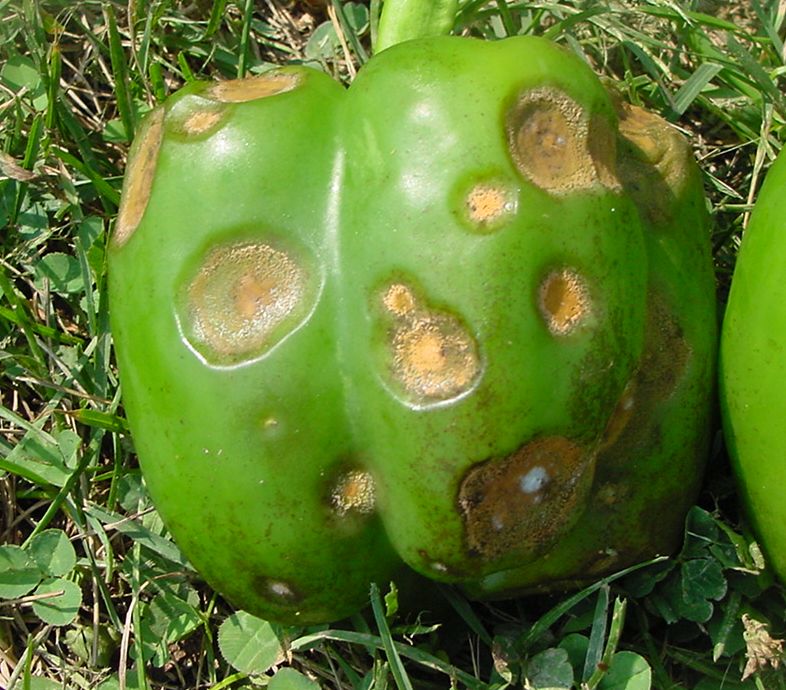 bacterial blight appears on anthurium bacterial blight appears on anthurium