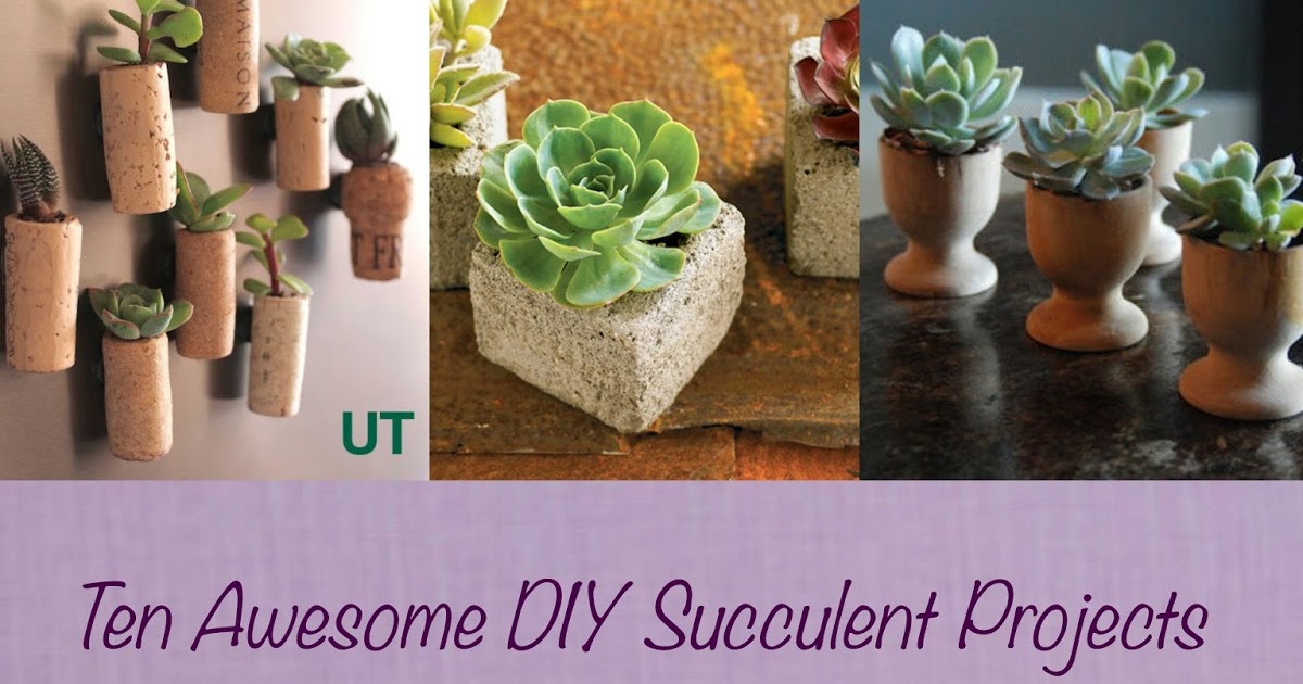 diy succulent projects succulent project up confessions of a secret crafter diy succulent projects succulent project up confessions of a secret crafter