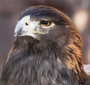 Golden Eagle at the Albuquerque BioPark