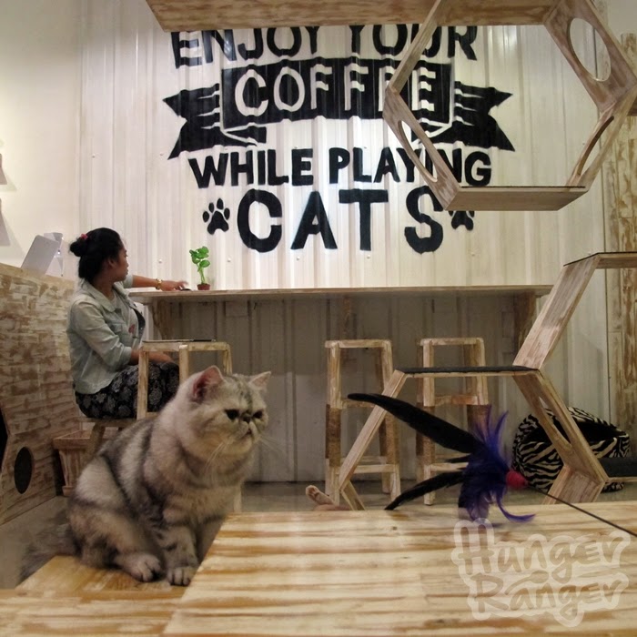 Cat Cafe di Jogja [REVIEW] ~ Hanya ingin sekedar berbagi