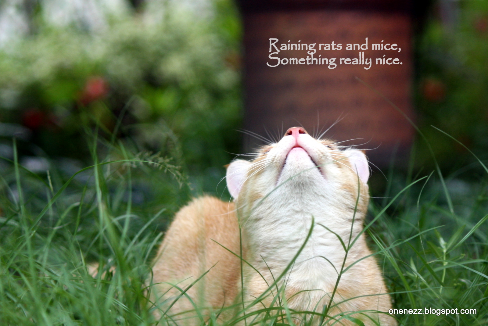 Tropical Nature Photos Words in Picture 28 Types of Rain