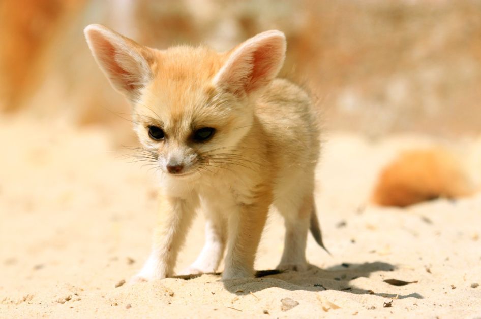 fennec fox the life of animals fennec fox the life of animals