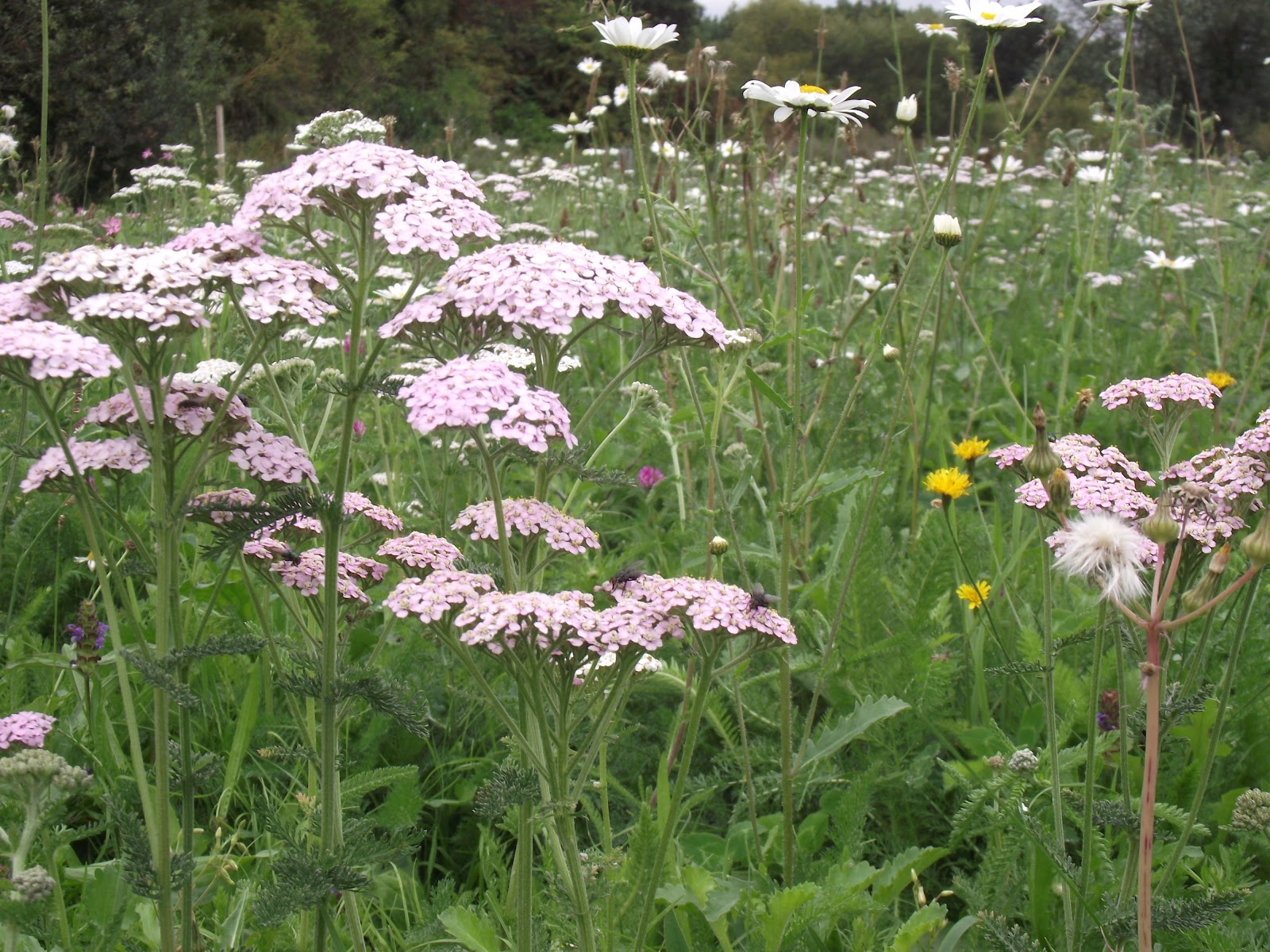 Meadowmat bringing back our wild flowers The Beauty of Yarrow