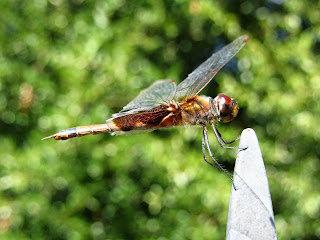 Dragonfly Perching