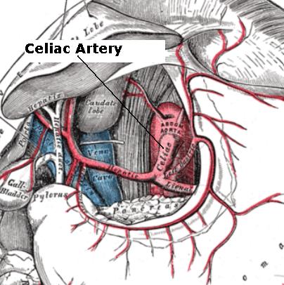 gastric arteries