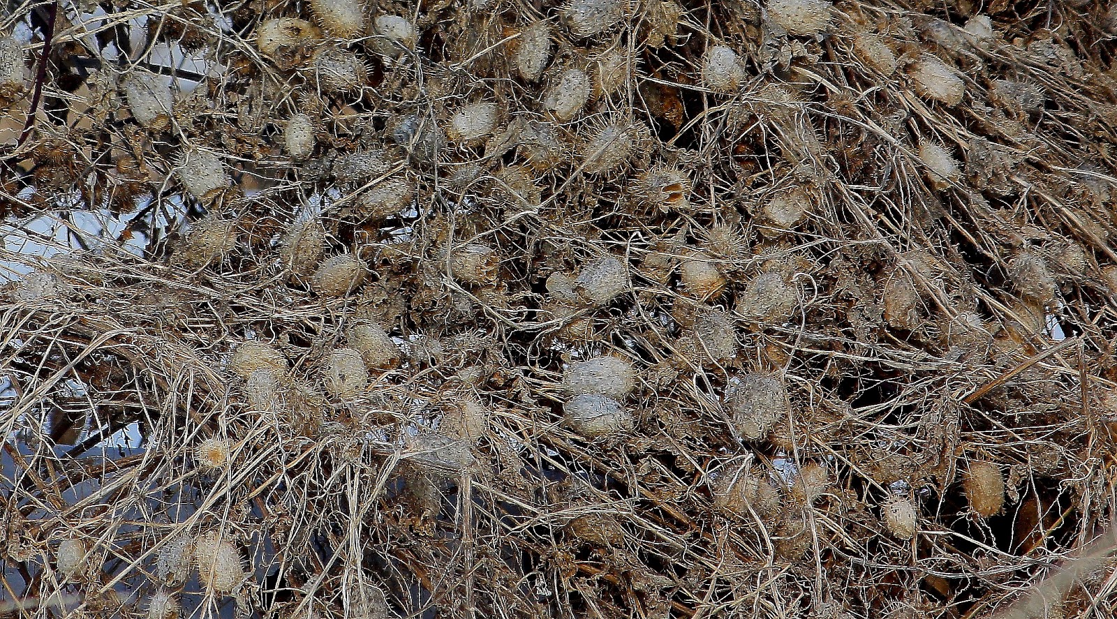 Susan Mayer's Haven Porcupine Egg Nest