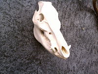 European Boar Skull