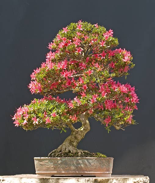 Walter Pall Bonsai Adventures cutting azaleas