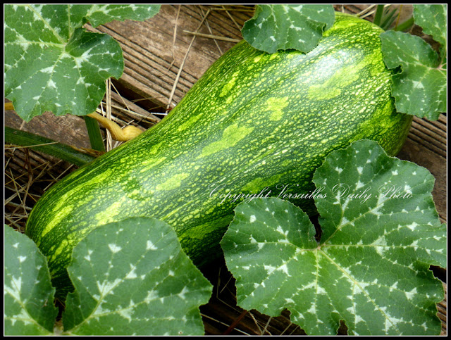 Zucchini courgette Trianon Palace Versailles