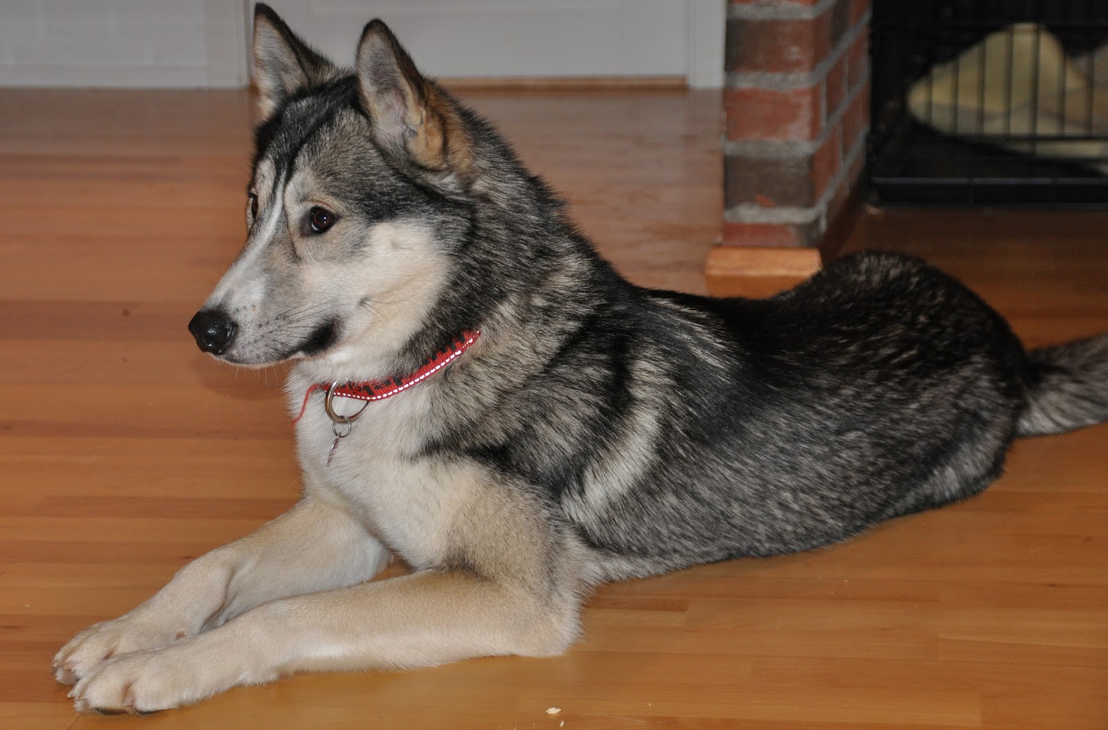 Dog Facts, Training and News