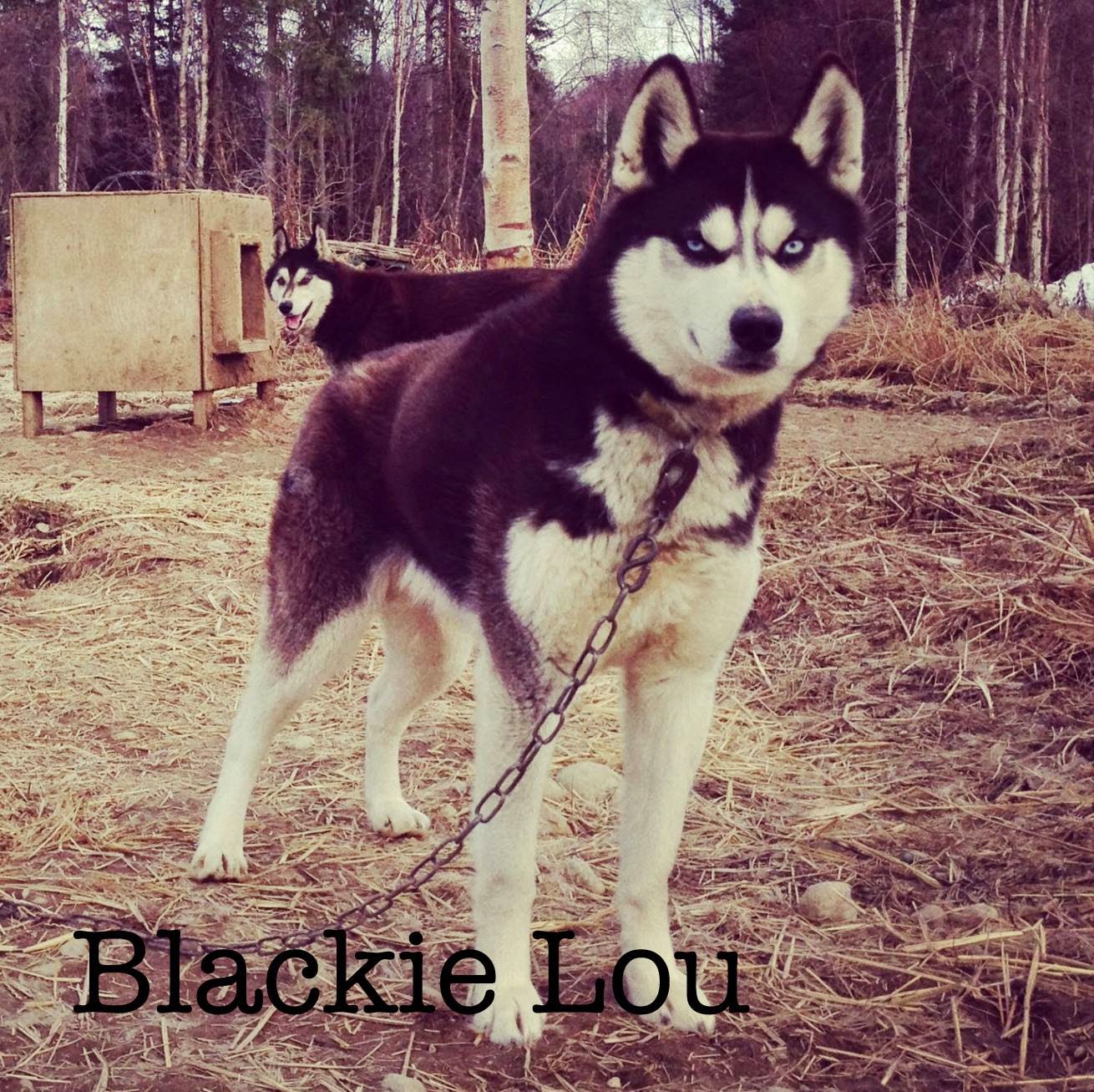 blackie+lou.jpg