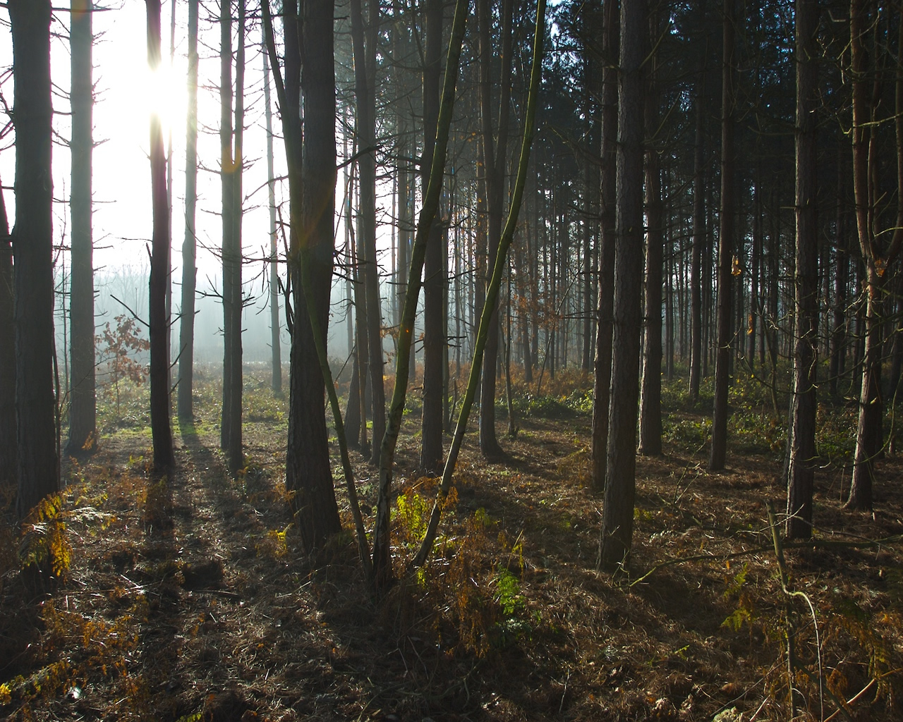 Trees Sun